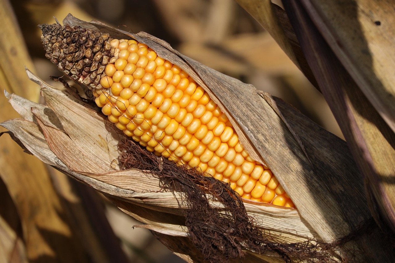 Projet de ferme pilote pour une agriculture durable dans le couffo